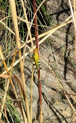 Zebratula flavonigra