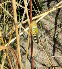 Zebratula flavonigra