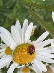 Coccinella septempunctata
