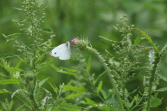 Pieris erutae