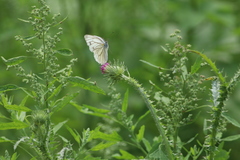 Pieris erutae