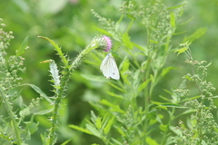 Pieris erutae