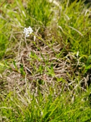 Asperula tinctoria