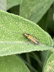Oedemera nobilis