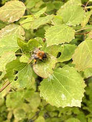 Bombus