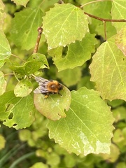 Bombus