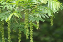 Pterocarya