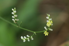 Limonium bicolor