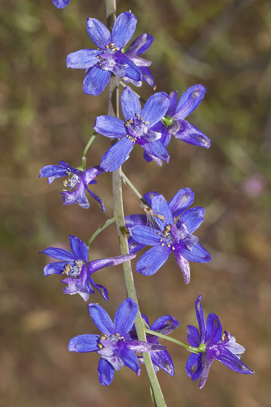 Delphinium umbraculorum