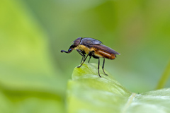 Stomorhina xanthogaster