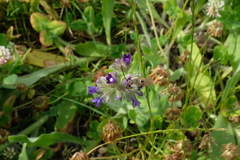 Eucera