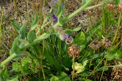 Eucera
