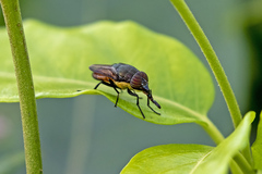 Stomorhina xanthogaster