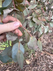 Eucalyptus leucoxylon connata