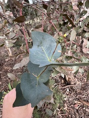 Eucalyptus leucoxylon connata