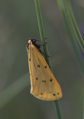 Setina flavicans