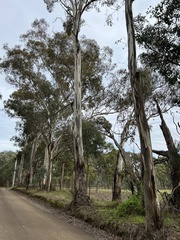 Eucalyptus leucoxylon connata