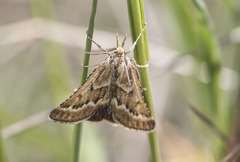 Synaphe bombycalis