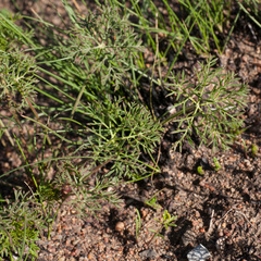 Monsonia speciosa