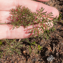 Monsonia speciosa