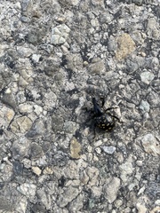 Liparus glabrirostris