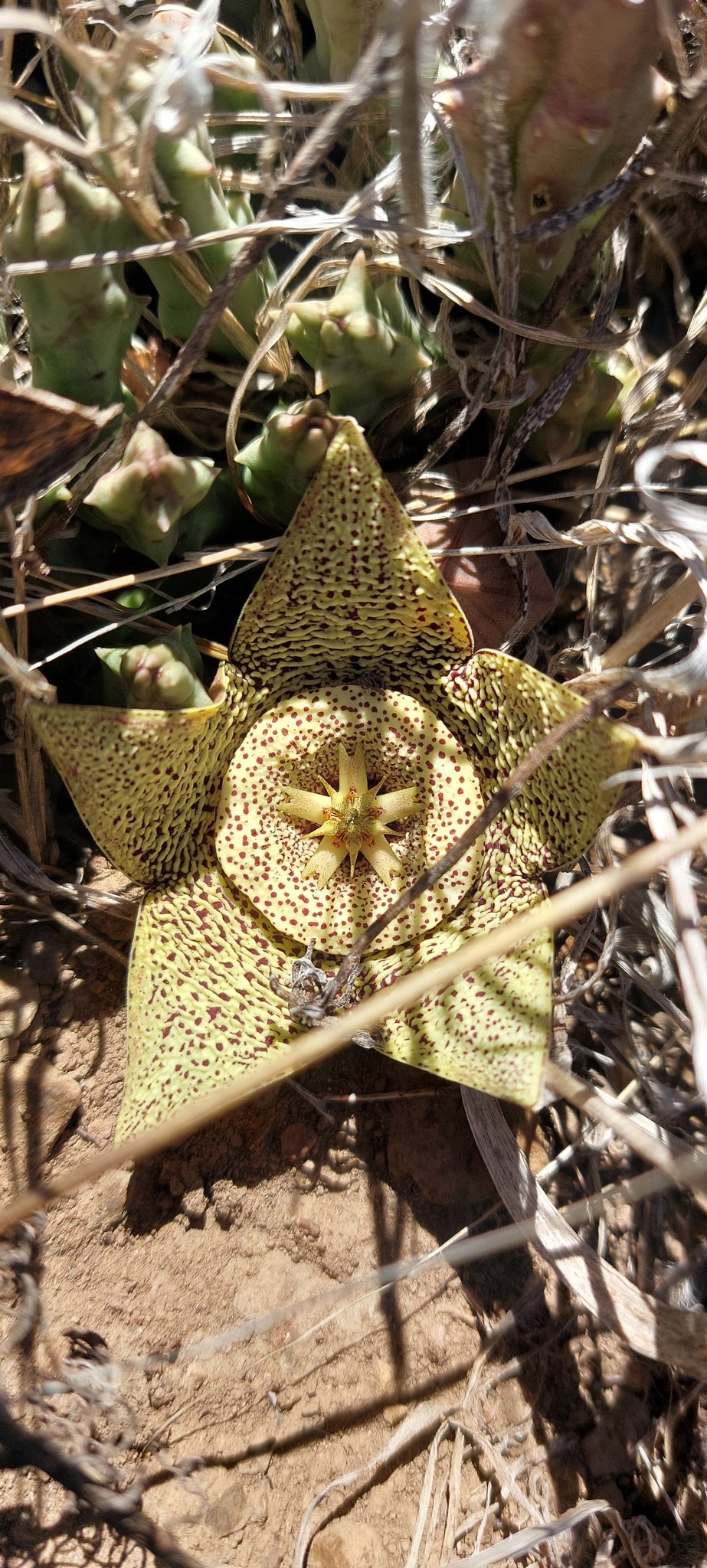Stapelia rugosa Jacq. 2