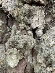 Lethariella intricata