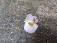 Bradybaena similaris