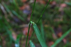 Festuca altissima