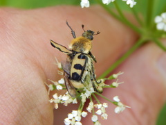 Trichius gallicus
