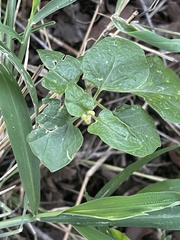 Commicarpus plumbagineus