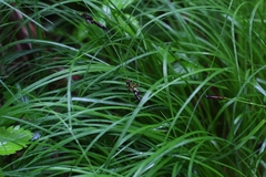 Carex montana