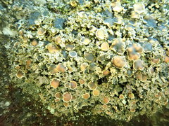 Fuscopannaria pacifica