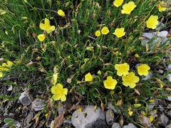 Fumana lacidulemiensis