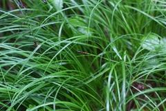 Carex montana