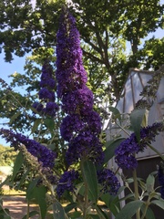 Buddleja davidii