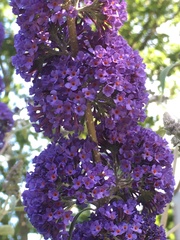 Buddleja davidii