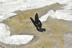 Papilio castor formosanus