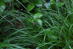 Carex montana