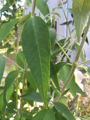 Buddleja davidii