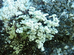 Stereocaulon sterile