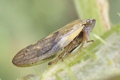 Omalophora pectoralis