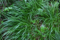 Carex montana