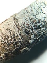 Lecanora argentata
