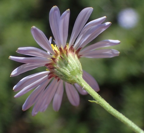 Image of Garuleum bipinnatum by (c) Nicola van Berkel, some rights reserved (CC BY-SA)