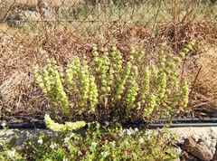 Pseudodictamnus acetabulosus