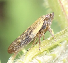 Omalophora pectoralis