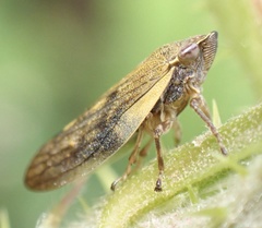 Omalophora pectoralis