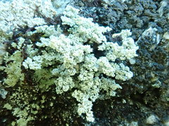 Stereocaulon sterile