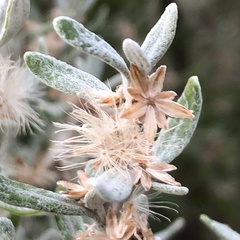 Olearia axillaris